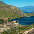 Durante abril parques Pumalín y Patagonia permanecerán cerrados